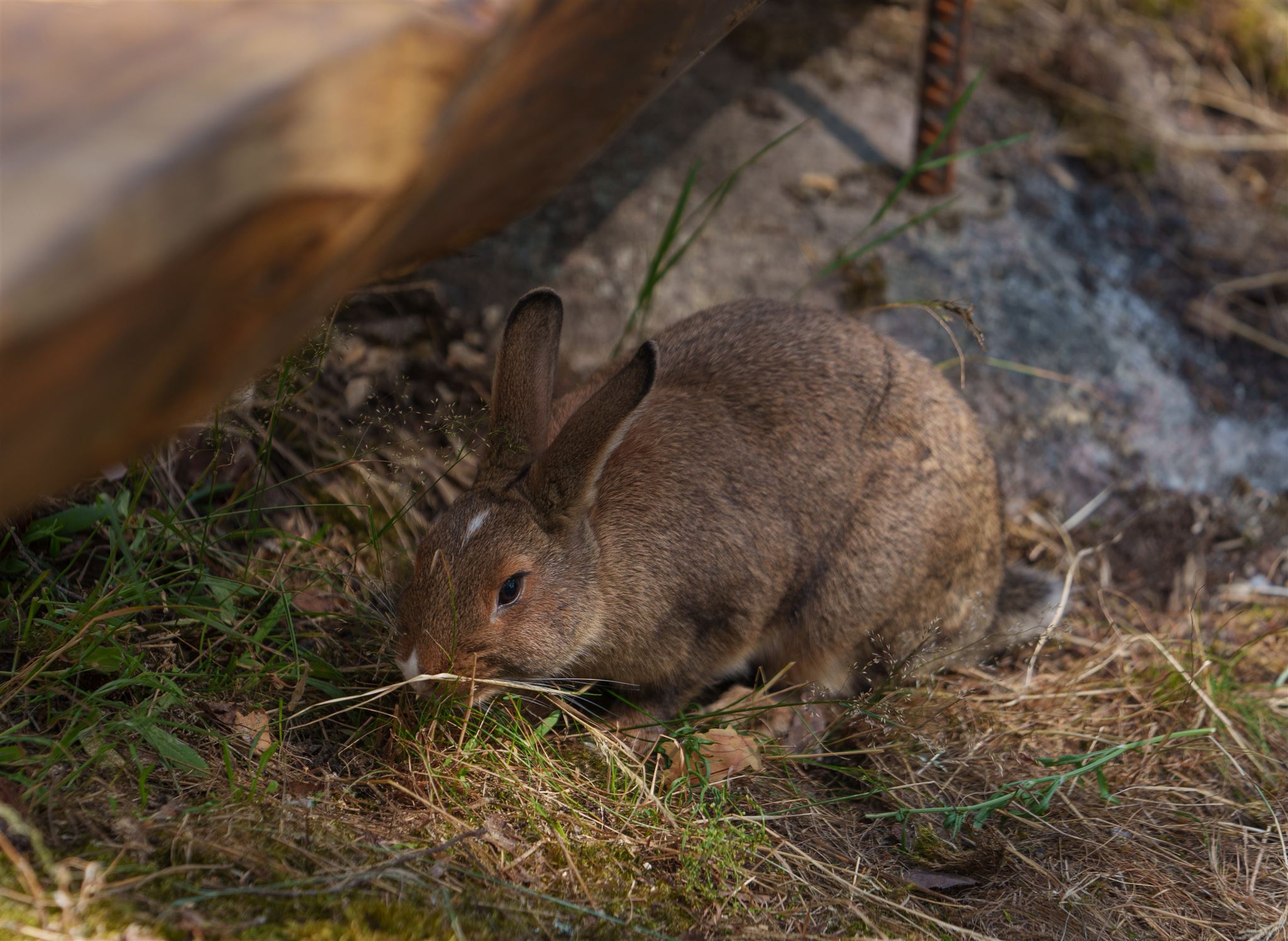 Søte kaniner på Hulfjell